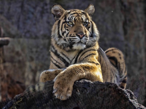 Picture of Young female Sumatran Tiger Panthera tigris sumatrae lying on trunk and looking around