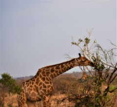 Picture of Giraffe