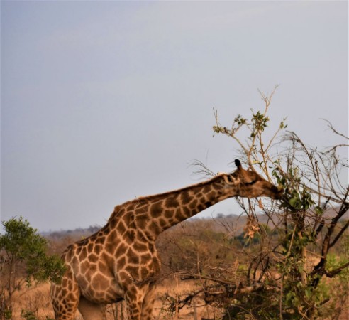 Picture of Giraffe
