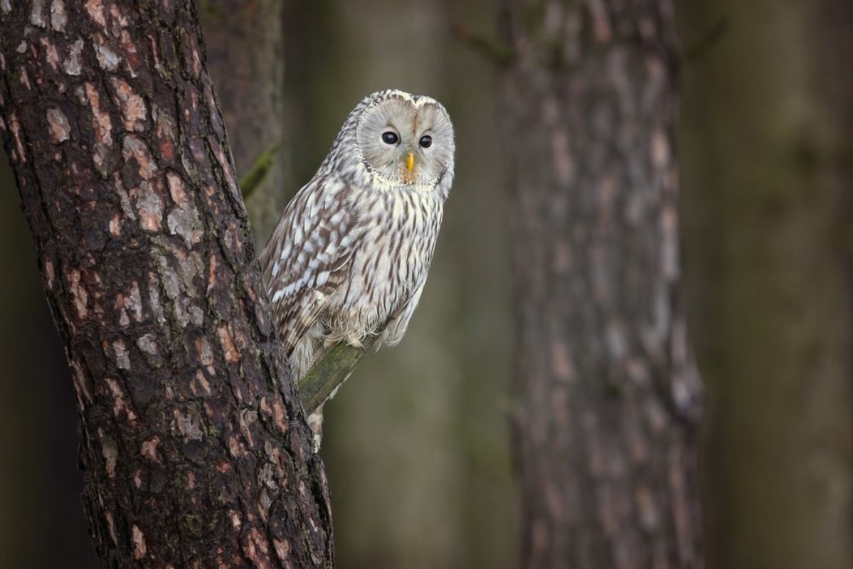 Image de Ural owl Strix uralensis is a medium-sized nocturnal owl of the genus Strix with up to 15 subspecies found in Europe and northern Asia 