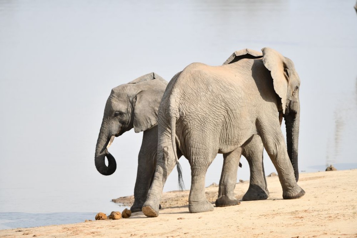 Afbeeldingen van Elefanten