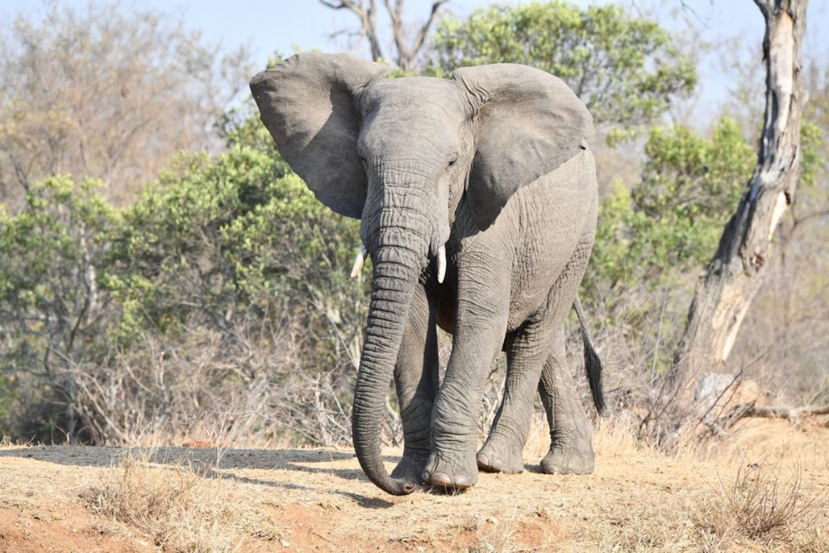 Picture of Elefanten