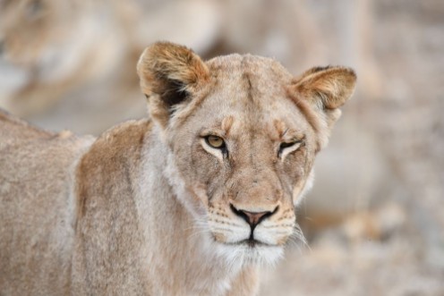 Afbeeldingen van Lwe