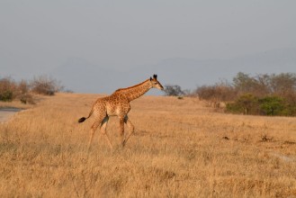 Bild von Giraffe