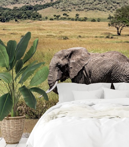 Afbeeldingen van Elephant Spraying Water Bathing in Kenya Africa