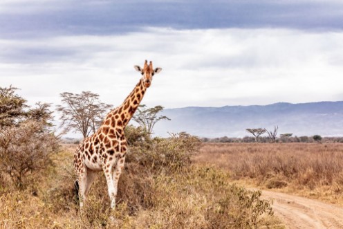 Picture of Rothschild Giraffe Along Road in Kenya Africa