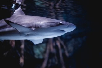 Image de Es war einmal in teneriffa