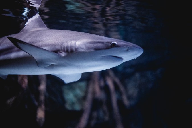 Picture of Es war einmal in teneriffa