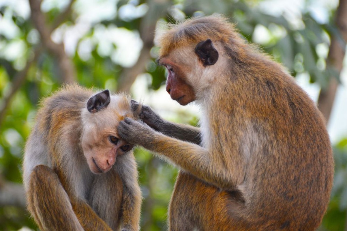 Picture of Monkey Salon