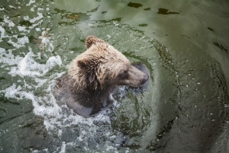Image de Brown bear floats in water