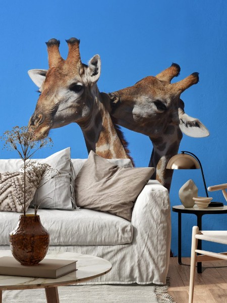 Picture of Zwei Giraffenbullen giraffa camelopardalis kmpfen im Kgalagadi Nationalpark in Sdafrika