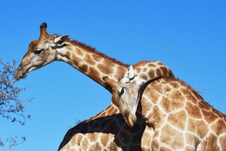 Picture of Zwei Giraffenbullen giraffa camelopardalis kmpfen im Kgalagadi Nationalpark in Sdafrika