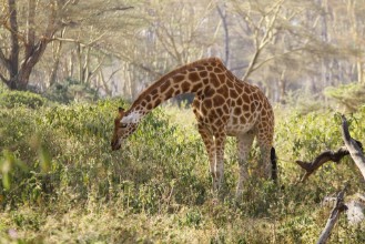 Immagine di African giraffe grazing