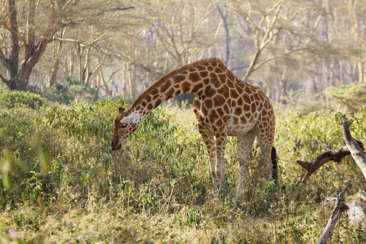 Picture of African giraffe grazing