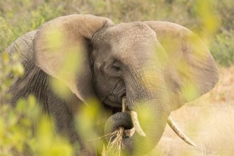 Obrazek Elephant eating in the bush