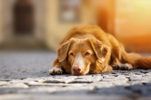 Afbeeldingen van Nova Scotia Duck Tolling Retriever