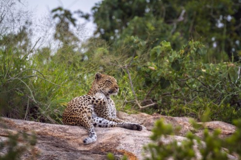 Afbeeldingen van Leopard lying down on rock in Kruger National park South Africa  Specie Panthera pardus family of Felidae