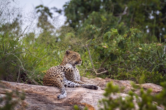 Image de Leopard lying down on rock in Kruger National park South Africa  Specie Panthera pardus family of Felidae