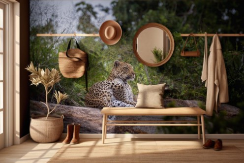 Afbeeldingen van Leopard lying down on rock in Kruger National park South Africa  Specie Panthera pardus family of Felidae