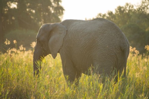 Afbeeldingen van Elephant female with no tusks in a river bed at sun down