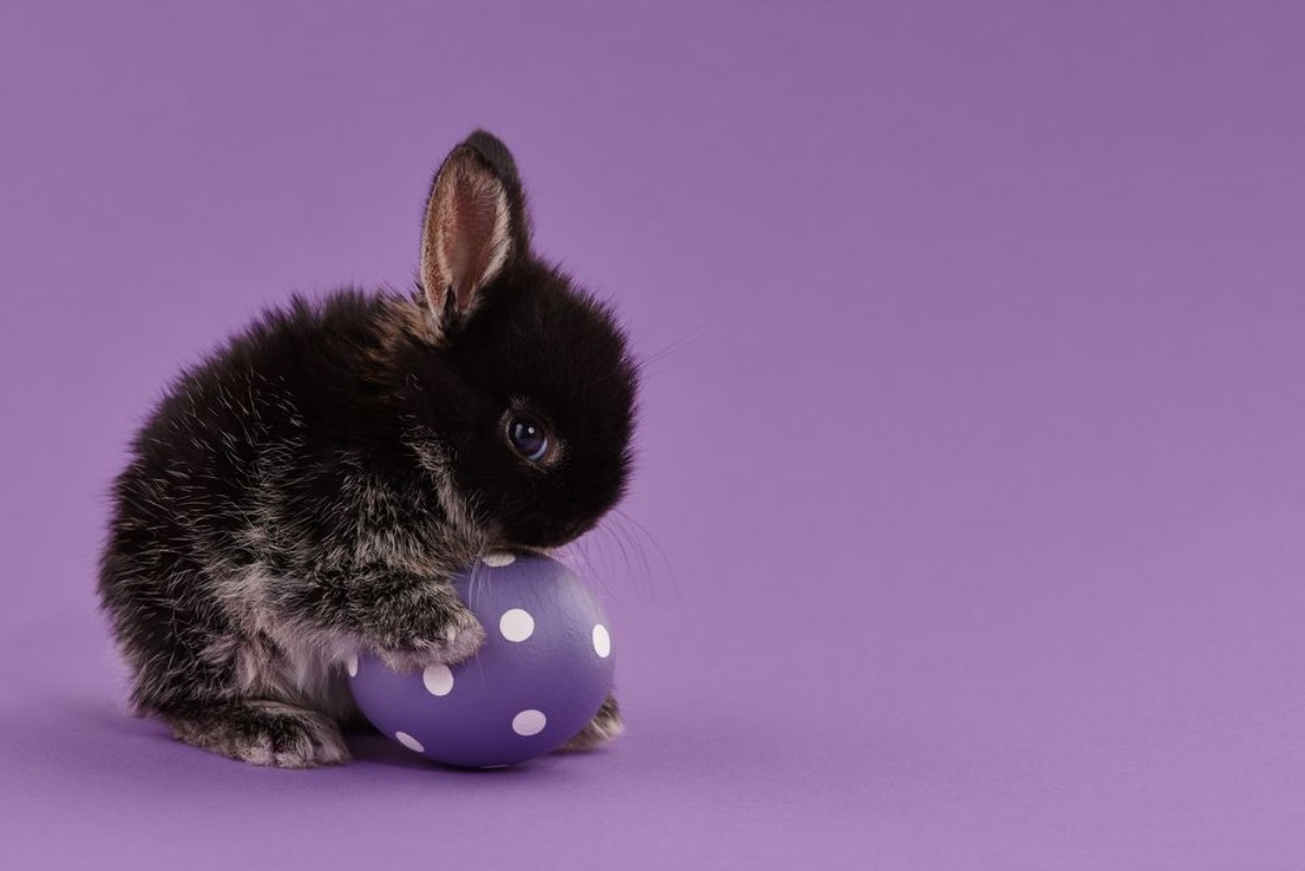 Image de Easter bunny rabbit with egg on purple background