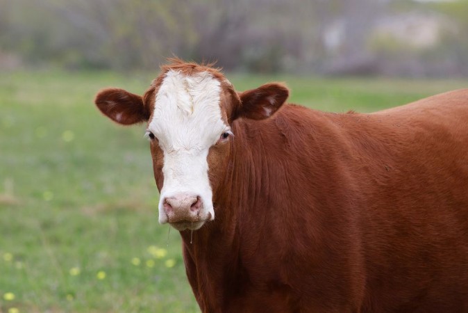 Picture of Farming Ranch Angus and Hereford Cattle