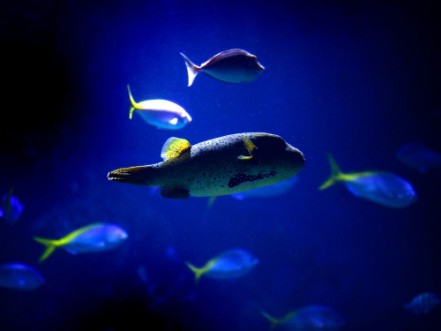 Picture of Fauna marina