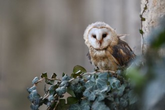 Obrázok z Barn owl sitting on ivy
