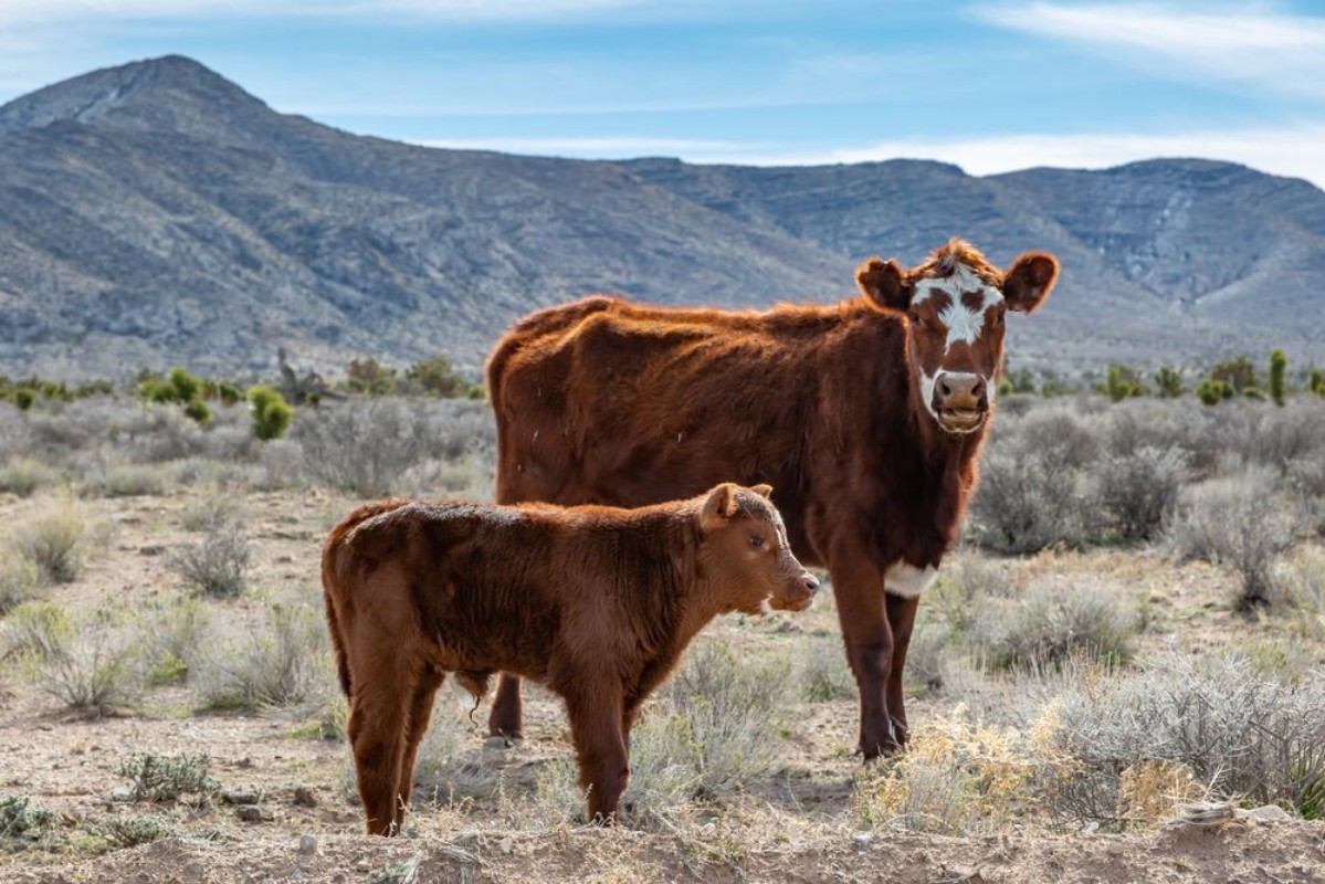 Image de A cow and a calf in the rural Nevada  countryside