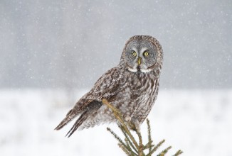 Picture of Great grey owl perched on top of pine tree in Canada