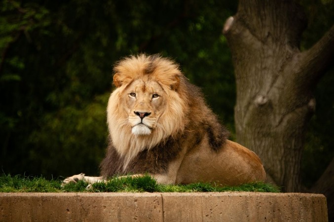 Picture of Lion