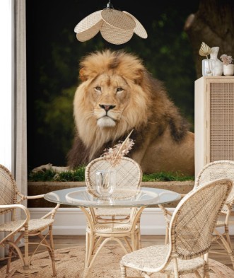 Afbeeldingen van Lion