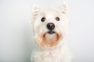 Afbeeldingen van A West highland white terrier Dog