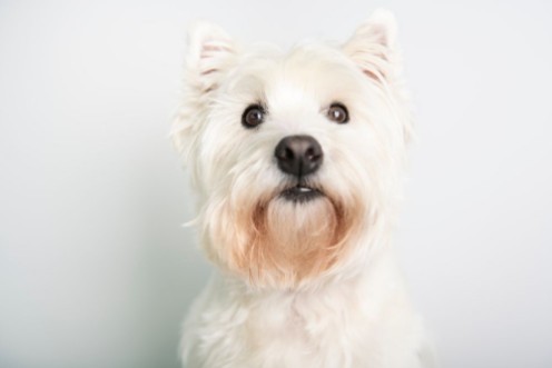 Image de A West highland white terrier Dog