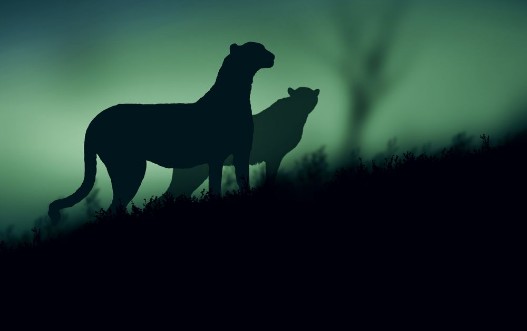 Picture of Cheetahs looking for prey