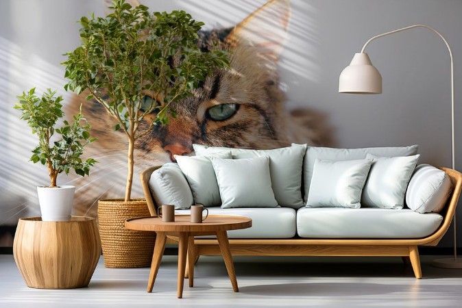 Afbeeldingen van Cute cat looking angry with green eyes sitting on table Maine coon with funny emotions relaxing indoors Adorable furry friend adoption concept