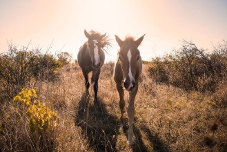 Bild von Young horses