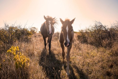 Afbeeldingen van Young horses