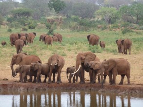 Bild von Elephants Tsavo West