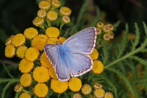 Image de Polyommatus coridon PODA 1761 Silbergrner Bluling DE NRW Nettersheim 31072015