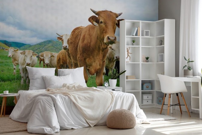 Picture of Multi colored red brown black white beef cattle graze on green pasture Herd of cows in green field 