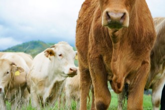 Image de Multi colored red brown black white beef cattle graze on green pasture Herd of cows in green field 