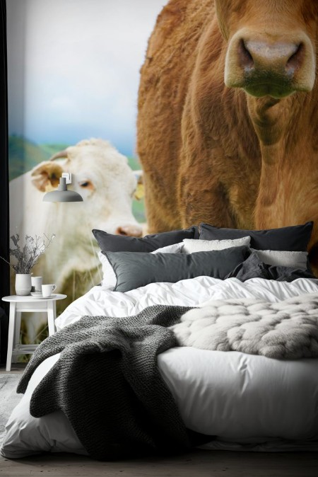 Picture of Multi colored red brown black white beef cattle graze on green pasture Herd of cows in green field 