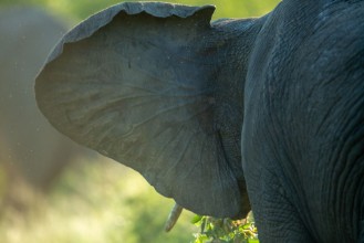 Picture of Elephants in the afternoon glow of setting summer sun