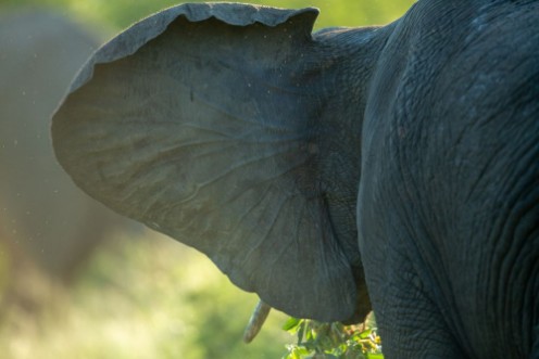 Image de Elephants in the afternoon glow of setting summer sun