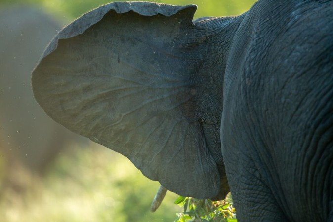Afbeeldingen van Elephants in the afternoon glow of setting summer sun