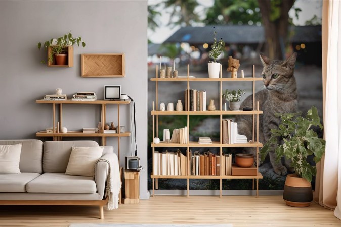 Picture of A street cat in Koh Lipe Thailand