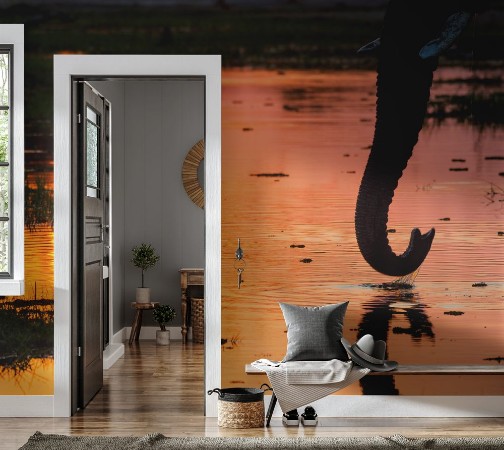 Bild på Close-up of an elephant drinking water with trunk in beautiful sunset colours at Khwai river Botswana Africa