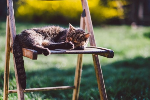 Picture of Sleeping cat