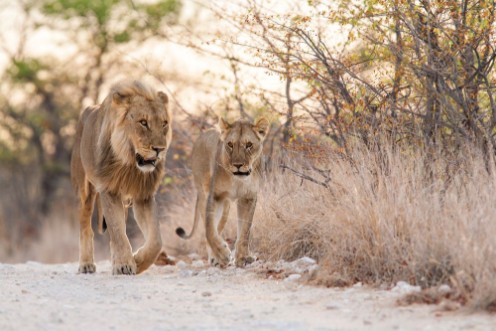 Picture of Lions mating couple in Etosha National Park in Namibia